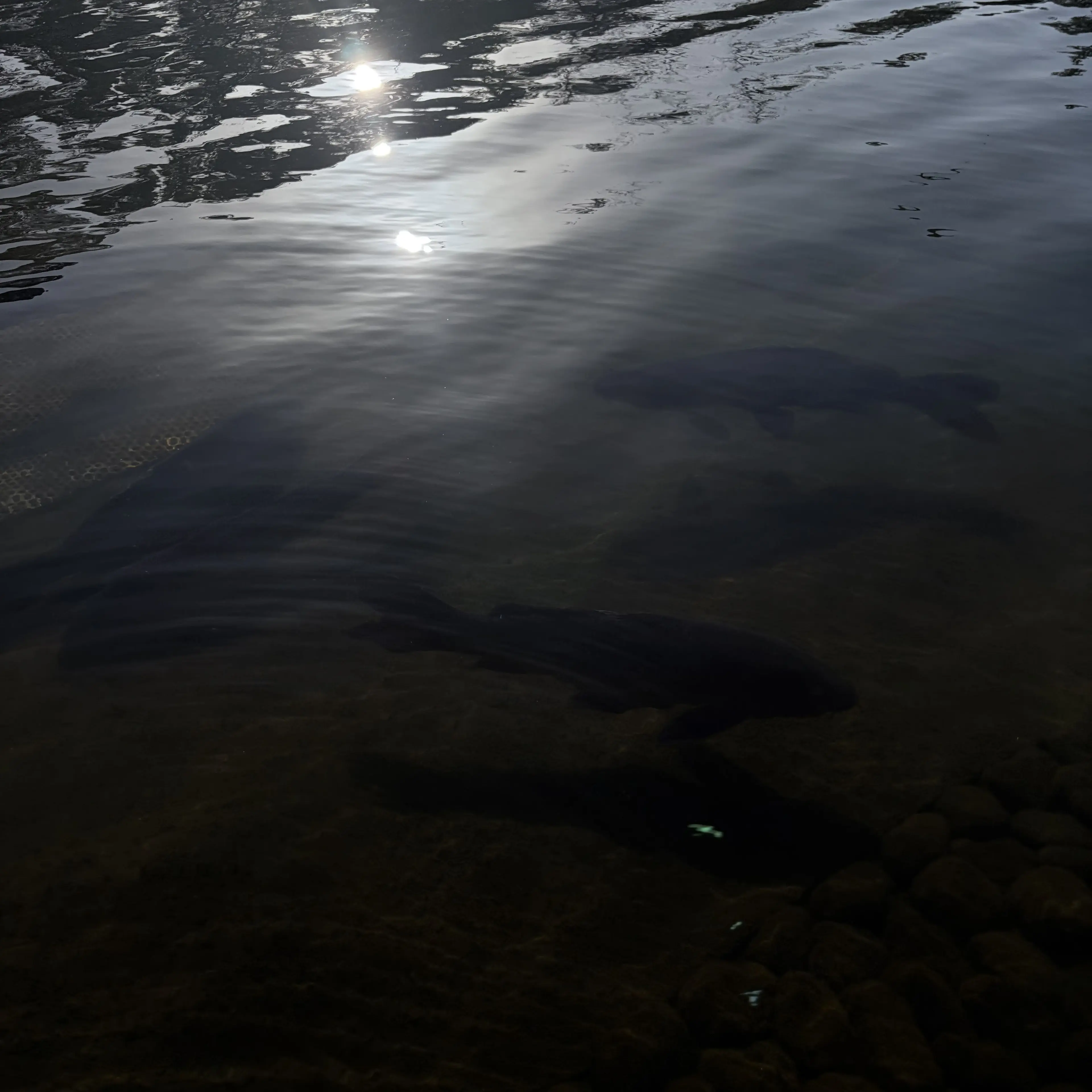 AiryGoal7191의 最愛