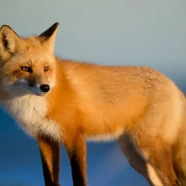 Profile image of 여우