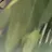 弟たち