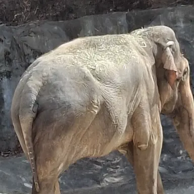 Profile image of 늑대