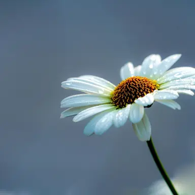 Profile image of エンジュア