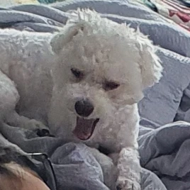 픽셀리가족
