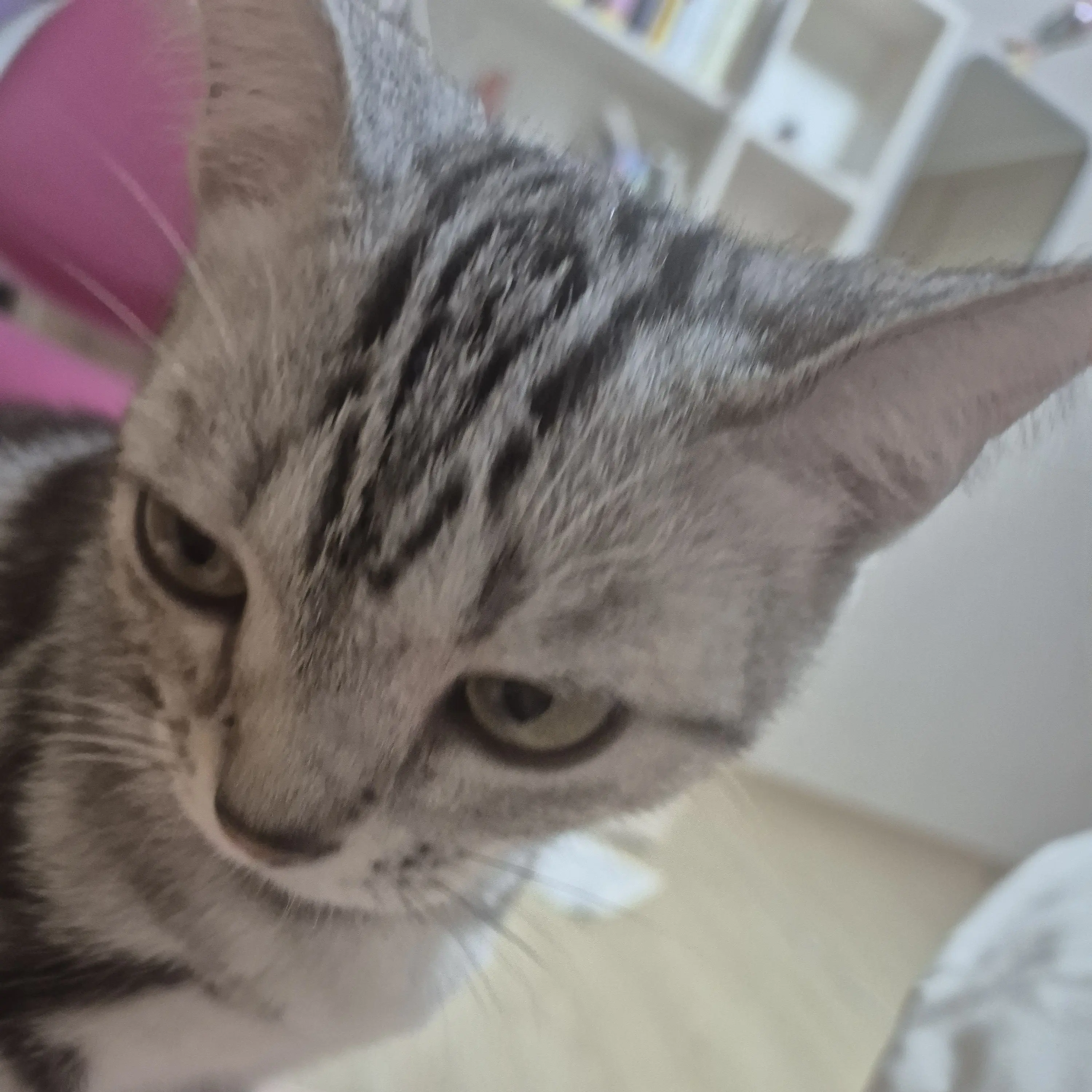 GentleTank0099의 고양이