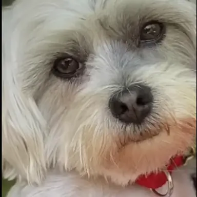 Profile image of Boomer