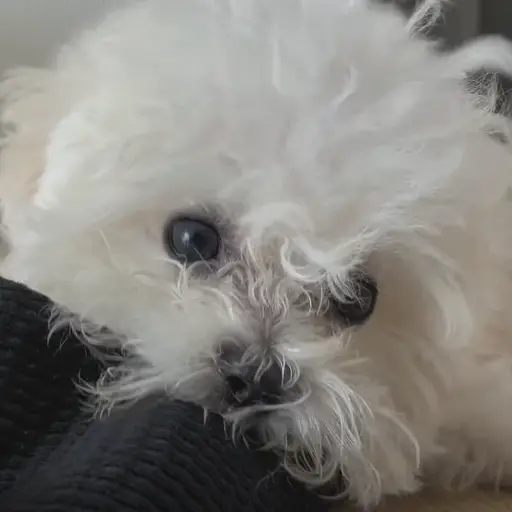 Violetshoo의 몽이