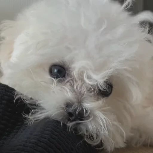 몽이