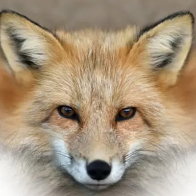 Profile image of 여우