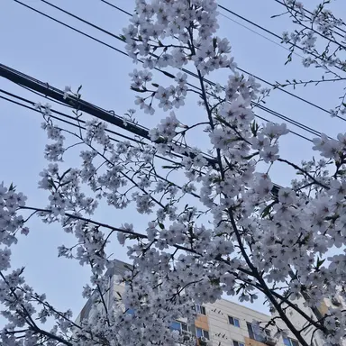 Profile image of 또니