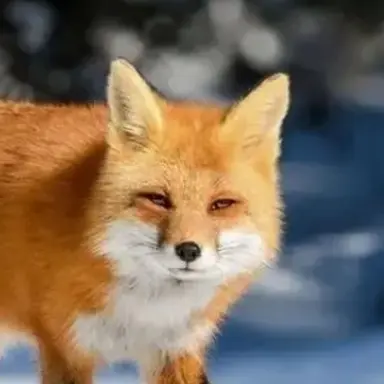 Profile image of Fox