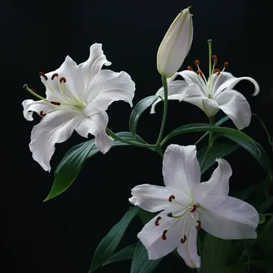 Profile image of 최 결