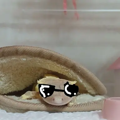 Profile image of 평학