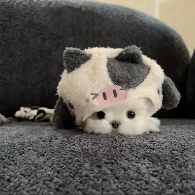 Profile image of 강여상