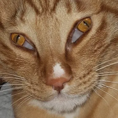 Profile image of Sc Heewol