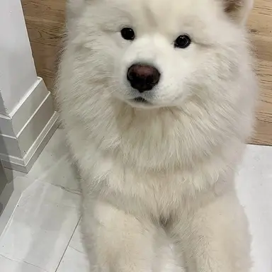 Profile image of Kona
