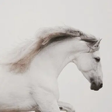 Profile image of Brienne of Tarth