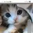 아기고양이