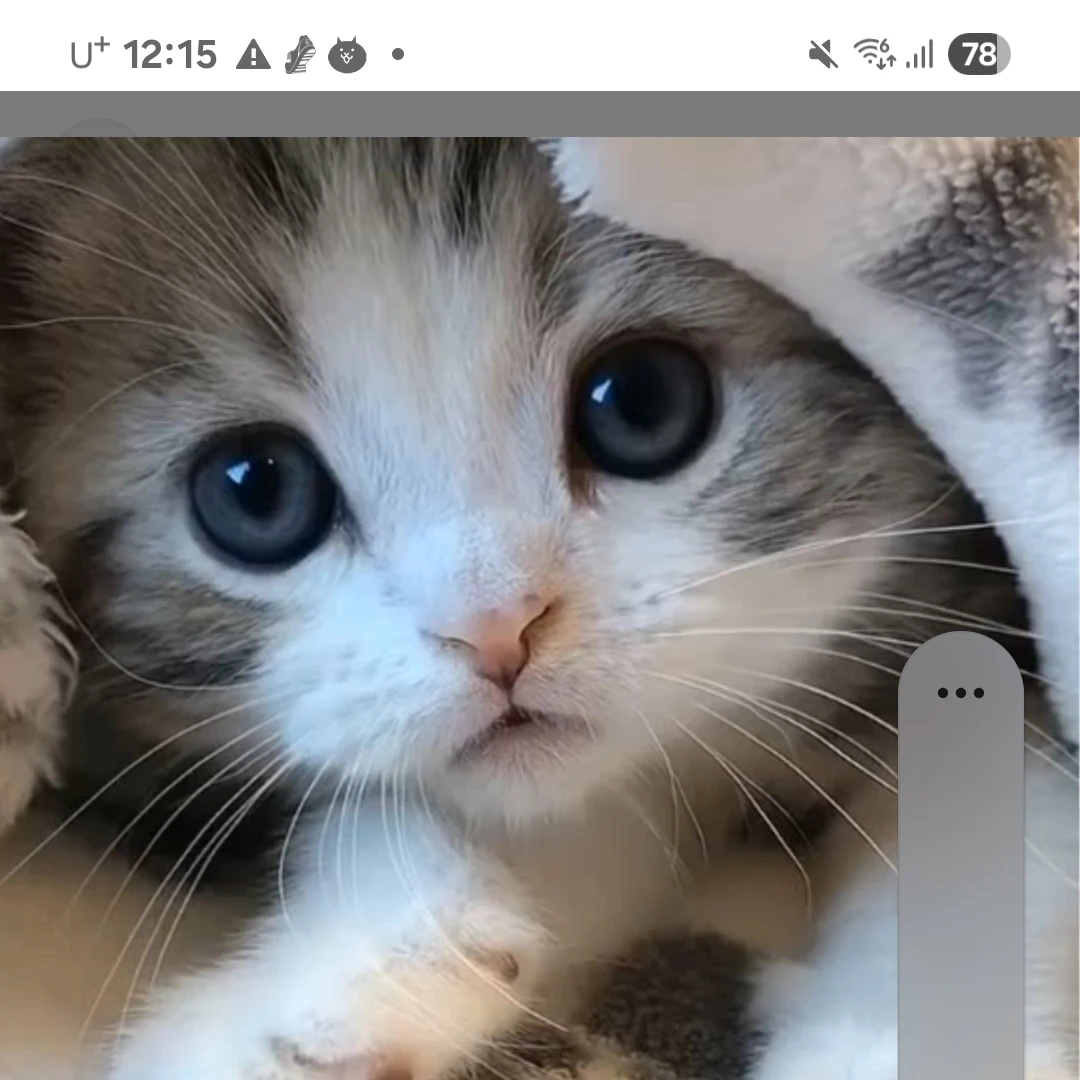 아기고양이