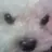 정조걸