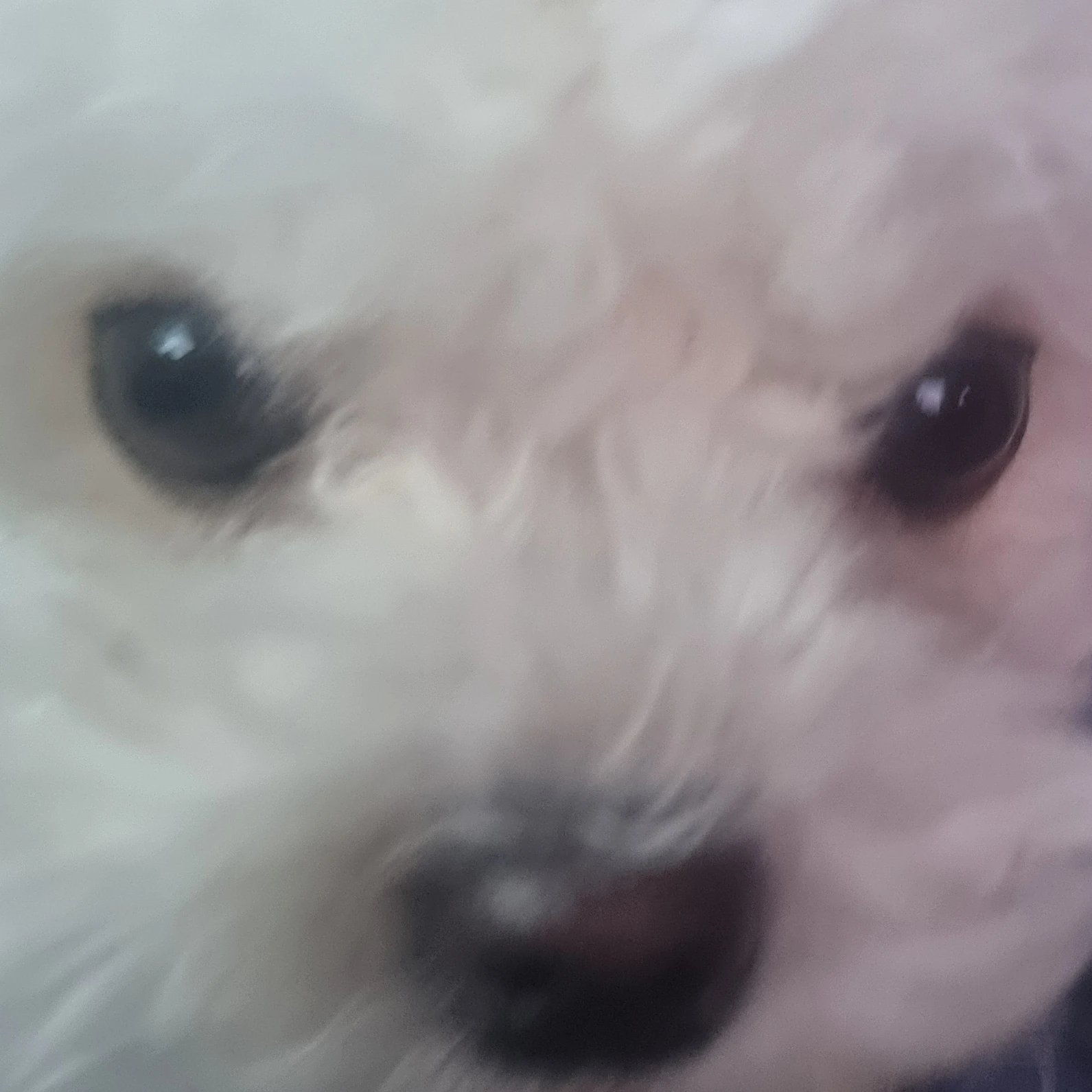 정조걸