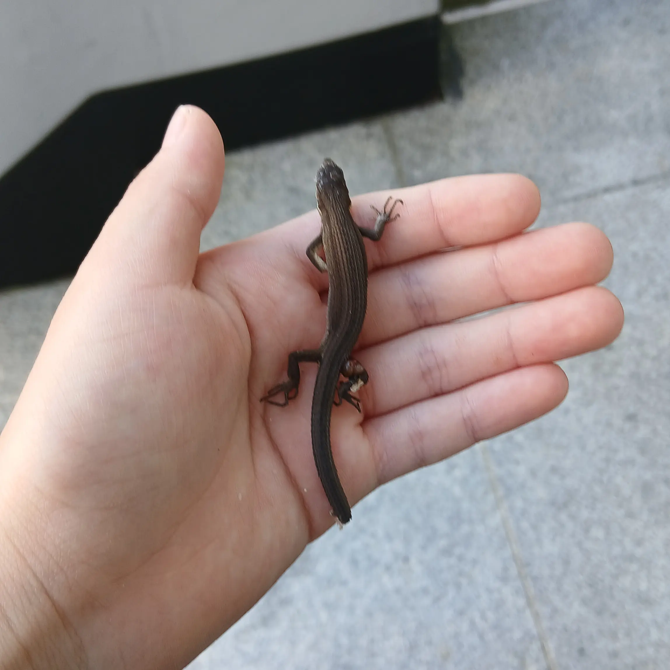 GloomyAlert7218의 (급똥이온 당신)
