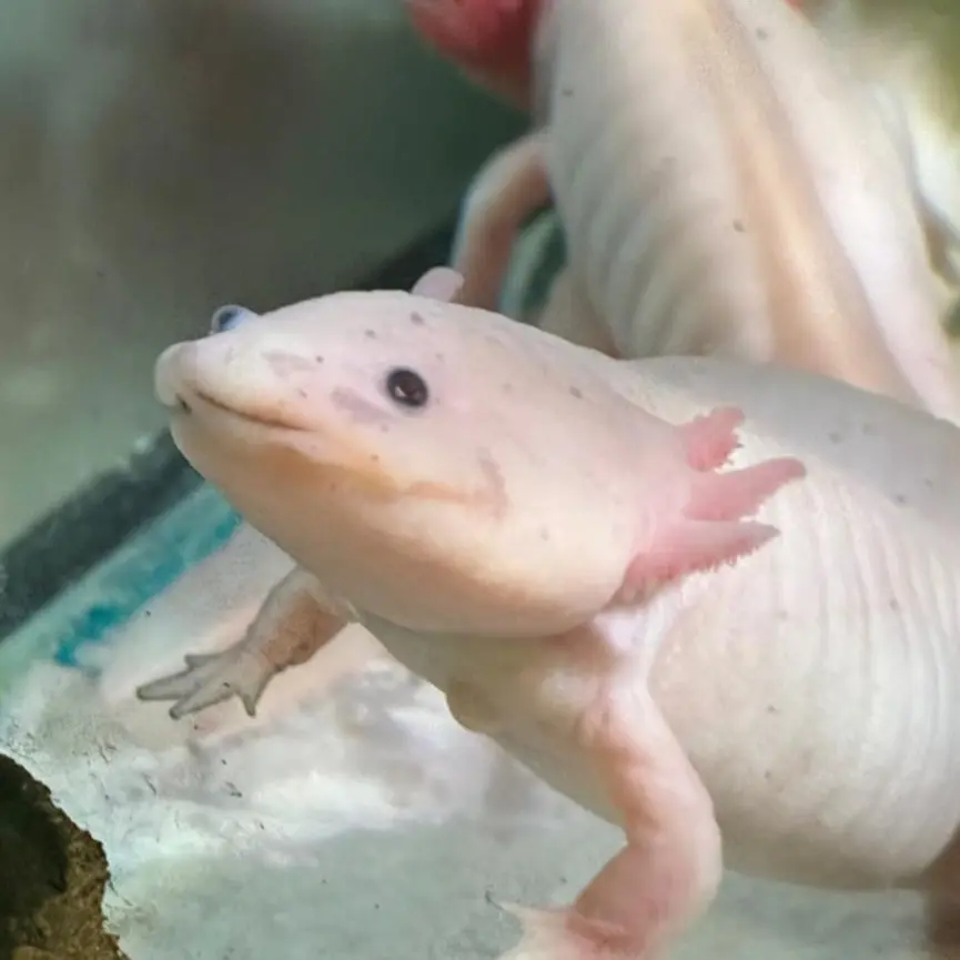 NutmegHair의 건두녕