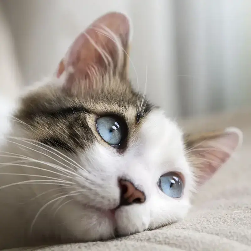BareNut1172의 猫との日常