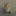 리노