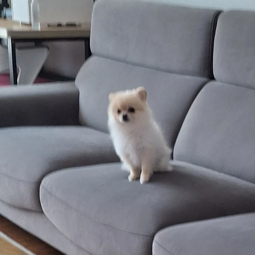 콩이