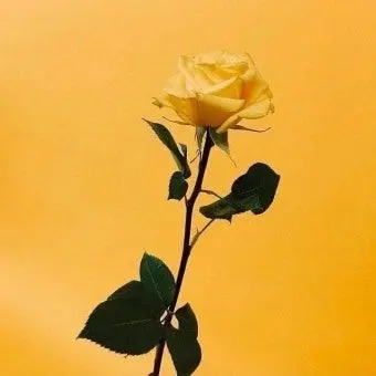 Profile image of 각별