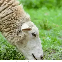 Profile image of 未