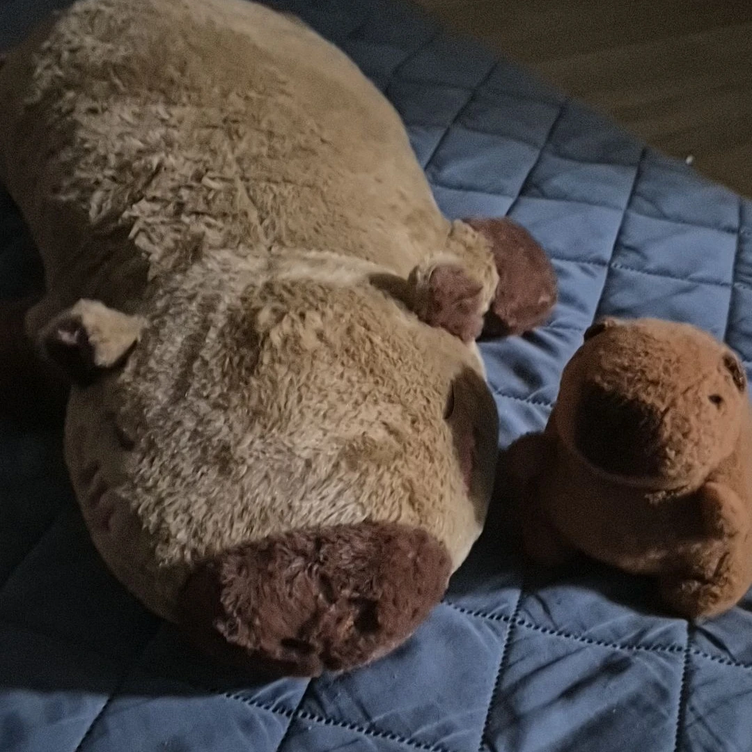 카피바라