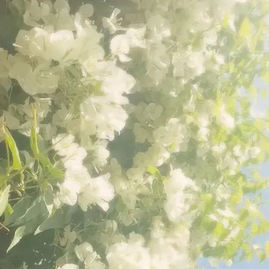 Profile image of 쪼만