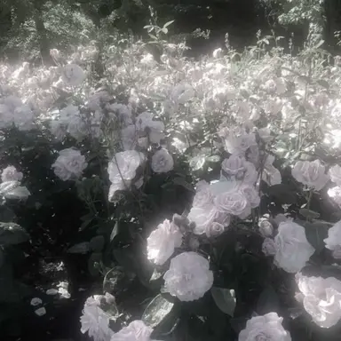 Profile image of 행크