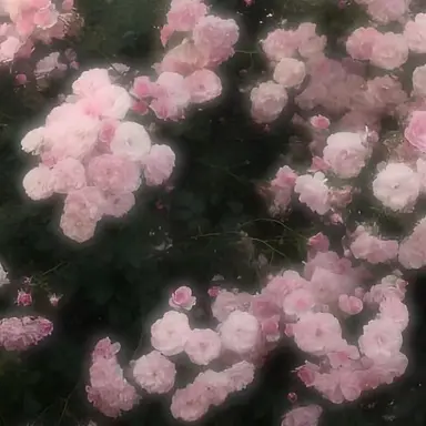 Profile image of 플래그