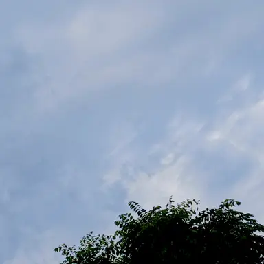 Profile image of 여우