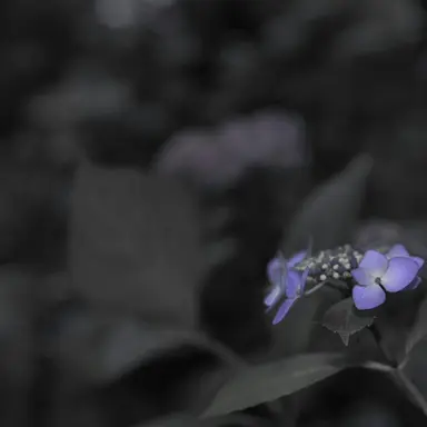 Profile image of 아주르