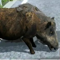 Profile image of 멧돼지