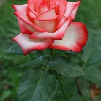 Profile image of 라더