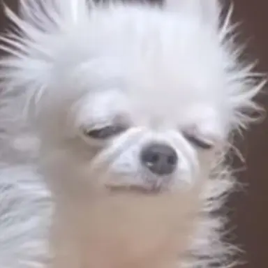 Profile image of 귀칼 더하기 여우