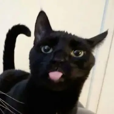 Profile image of 까미