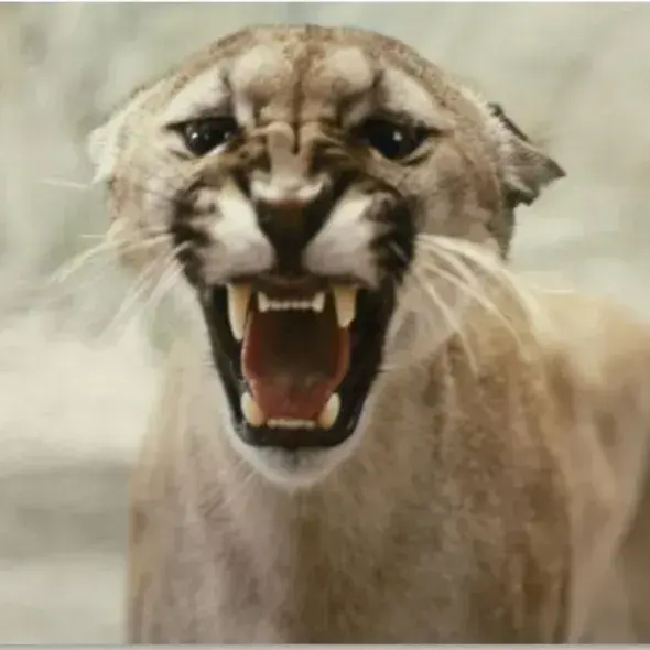 MildChef3828의 Carag - Woodwalkers