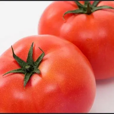 Profile image of 토마토