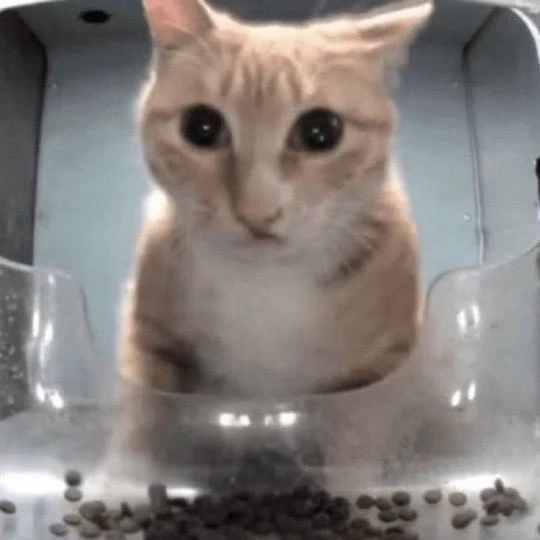루다