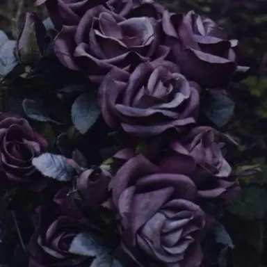 Profile image of 호시나 소우시로