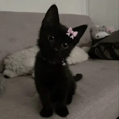 Profile image of Kuromi