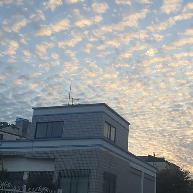 Profile image of 아포가토맛 쿠키