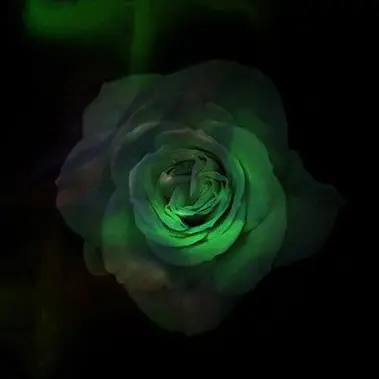 Profile image of 나이브