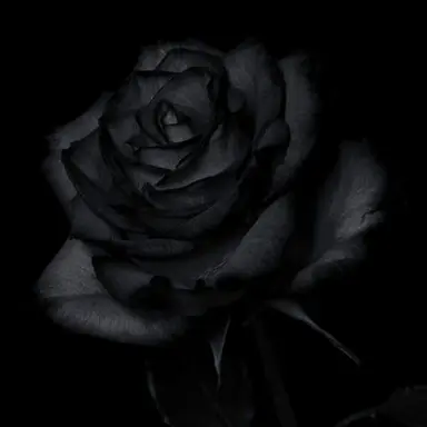 Profile image of 노튼