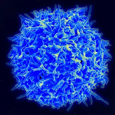 Profile image of T세포