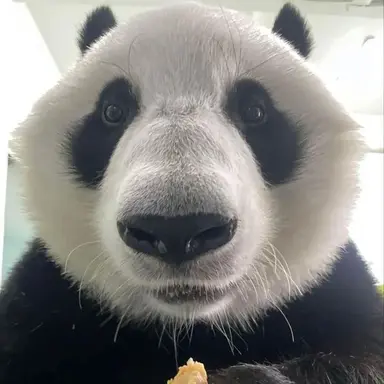 Profile image of 판다